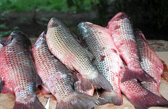 С начала 2025 года в Дагестане переработали рекордное количество рыбы