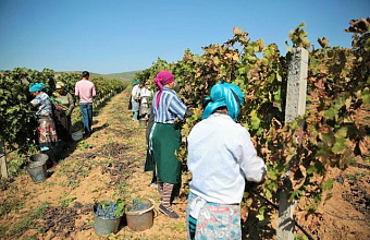 В Каякентском районе урожайность винограда из-за ливневых дождей может упасть