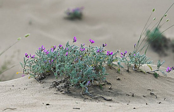 Ученые открыли новый вид растения с листьями-сердцами в горах Дагестана
