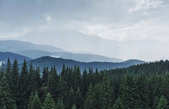 Более миллиона саженцев высадят в лесах Дагестана