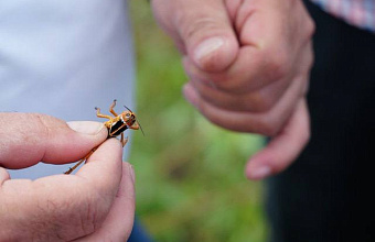 В 2025 году в Дагестане распространение саранчи прогнозируется на площади 53 тыс. гектаров