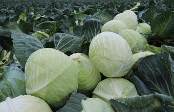 Валовой сбор урожая овощей в Дагестане в 2025 году вырос почти на 7%