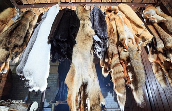 В России вводится обязательная ветеринарно-санитарная экспертиза шкур животных