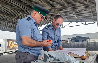 В Дагестане Россельхознадзором проконтролирован ввоз более 8500 партий подкарантинной продукции