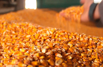 Россельхознадзор выявил нарушения при посеве семян в Дагестане