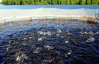 Дагестанцы стали активнее реализовывать проекты по выращиванию форели, в том числе в горах