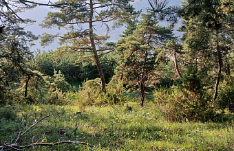 В Унцукульском районе Дагестана введен региональный уровень реагирования из-за лесного пожара