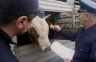 В Дагестане Россельхознадзором выдано 182 предостережения за отсутствие учета животных в госсистеме
