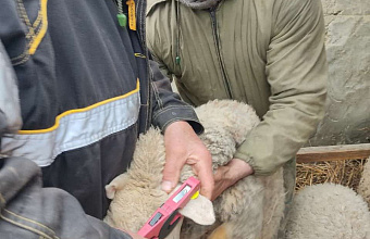 В Кизлярском районе ведется работа по идентификации мелкого рогатого скота