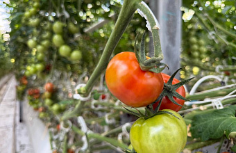 В Дагестане зафиксировано снижение потребительских цен