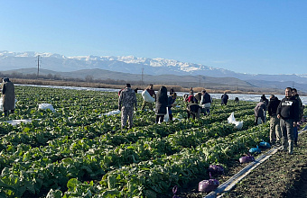 В Дагестане сформирован круглогодичный конвейер по выращиванию овощных культур