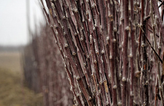 Более 520 гектаров садов заложили в Дагестане в 2025 году