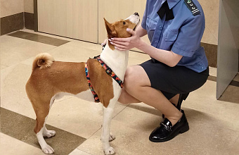 Более 60 питомцев в Дагестане получили сертификаты для выезда за границу