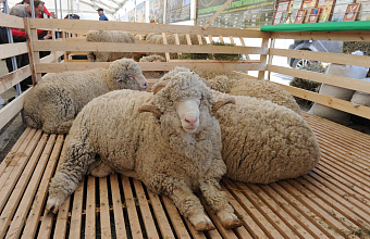 На долю СКФО приходится 30% от экспорта российской баранины