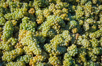 В Карабудахкентском районе собрали рекордный урожай винограда за четверть века