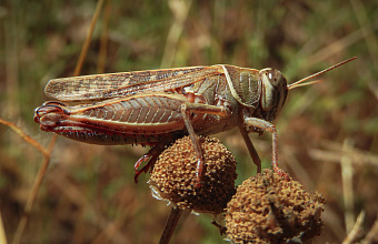 Саранча в Дагестане из-за теплой весны может появиться раньше обычного