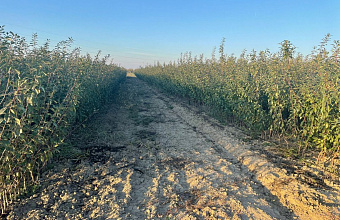 Шарип Шарипов: «Дагестан наращивает собственную базу плодопитомников и выращиваемых саженцев»