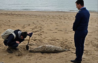 В Махачкале провели проверку по факту гибели тюленей на берегу Каспийского моря