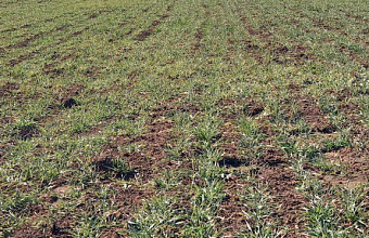 В Дагестане для сева сельхозкультур аграриями делается упор на отечественные семена – Россельхозцентр по РД