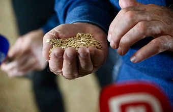 В Дагестане проведут проверку семенного материала перед весенней посевной кампанией