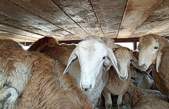 На рынке в Дагестане выявлены массовые нарушения при перевозке сельхозживотных