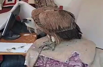 В Дагестане спасли редкую краснокнижную птицу