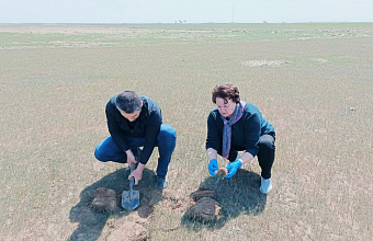 Россельхозцентр Дагестана проведет совместные обследования приграничных земель на наличие саранчовых