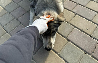 В Каякентском районе прошел отлов бродячих собак