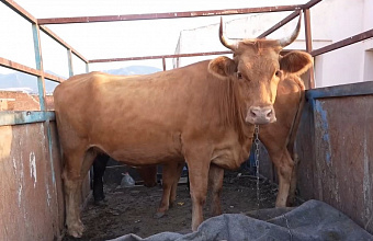 В Махачкале усилены меры по отлову безнадзорных животных