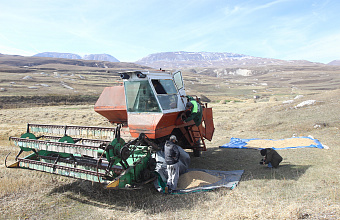 В Гумбетовском районе возрождают полбу