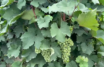 В Дагестане всё больше хозяйств вводят механизированный сбор винограда