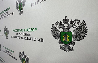 Россельхознадзор проконтролировал более 1,5 млн саженцев винограда в Дагестане
