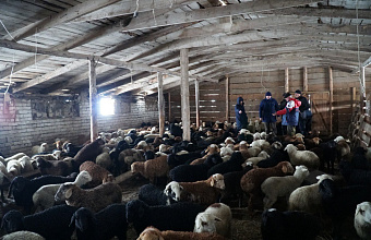 Минсельхоз Дагестана заявил о нормальном состоянии перегонных овец на фоне заморозков