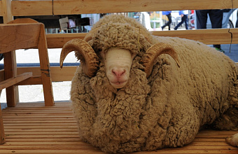 Активность инвесторов позволит увеличить производство молока и мяса птицы в Дагестане – Центробанк