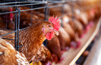 На юге Дагестана запустят новую птицеферму на 15 тысяч птиц