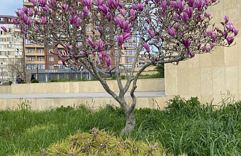 Дагестан вошел в топ регионов России с красивым цветением деревьев