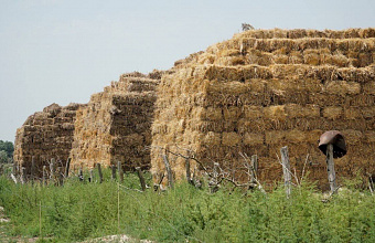 В Дагестане заготовлено более 90% от запланированного объема кормов для скота