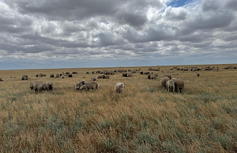В Дагестане повышают кормовую ценность пастбищных угодий