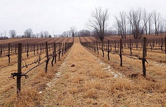 В Дагестане 26 гектаров виноградников возвращены в республиканскую собственность