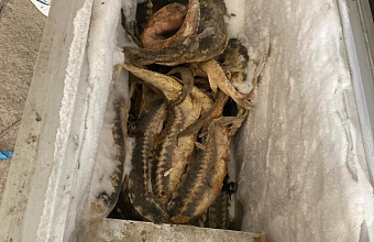 Жителя Дагестана обвиняют в незаконном вылове краснокнижных видов рыб