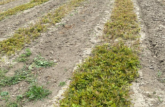 В Дагестане восстановят более 400 га лесных массивов