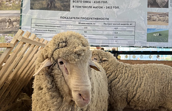 Дагестан впервые за 70 лет экспортировал партию голов домашнего скота за границу