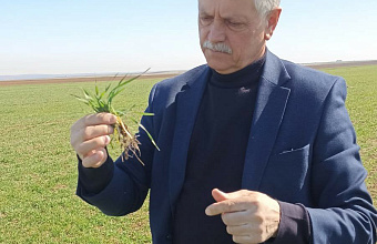 В сельскохозяйственных предприятиях Каякентского района проходит обследование озимых культур
