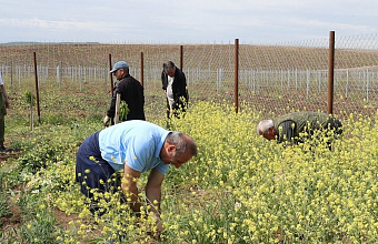 Субботник в «Саду памяти» в честь Дня Победы прошел в Дербентском районе