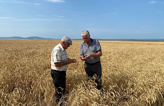 В Каякентском районе приступили к уборке озимых зерновых