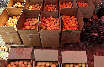 Дагестанские фрукты выйдут на белорусский рынок