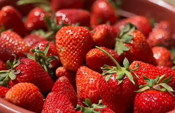 В Дагестане ожидается рекордный урожай клубники