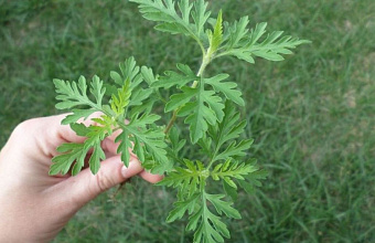 В двух районах Дагестана увеличилась карантинная зона по опасному сорняку