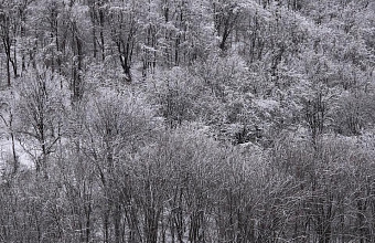 Дагестанские лесники усилили патрулирование хвойных лесов в преддверии новогодних праздников