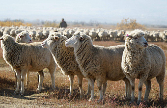 Почти 50 скотных ферм в Дагестане проверят на наличие болезней животных